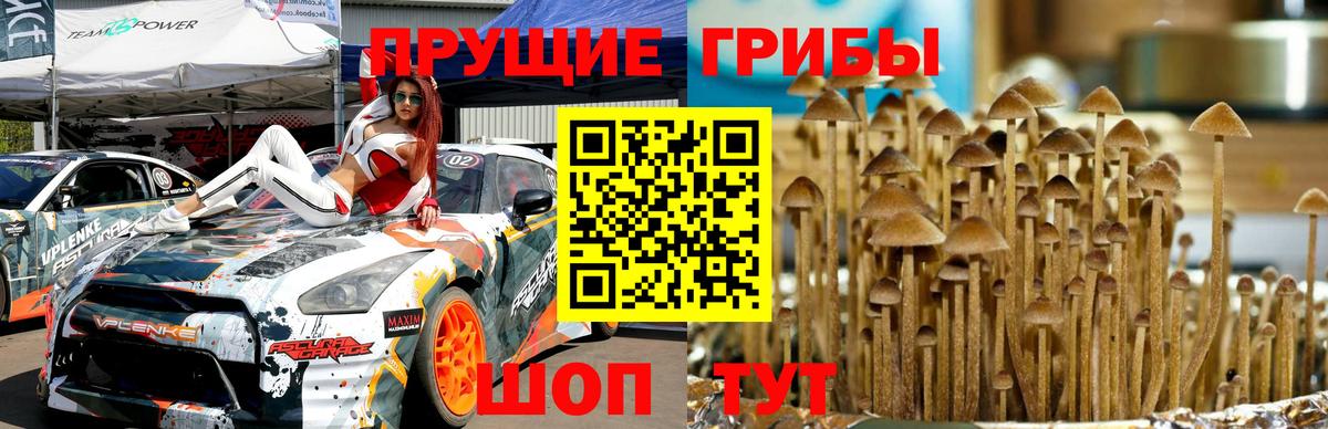 Псилоцибиновые грибы Cubensis  Вход с VPN  Крымск 